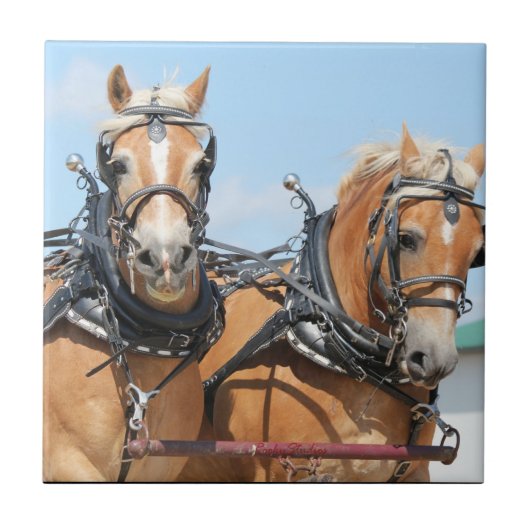 Haflinger Pferde Fliese (Vorderseite)