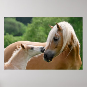 Haflinger Pferde Foal und Mare cuddling, Foto Poster