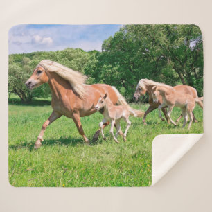 Haflinger Pferde mit Niedlichen Foals Run Funny Fo Sherpadecke
