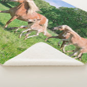 Haflinger Pferde mit niedlichen Fohlen lassen Sherpadecke (3/4)