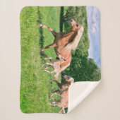 Haflinger Pferde mit niedlichen Fohlen lassen Sherpadecke (Vorderseite)