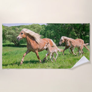 Haflinger Pferde mit niedlichen Fohlen lassen Strandtuch