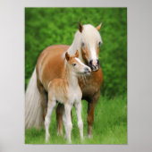 Haflinger Pferde Niedlich Forelle Kiss Mum Animal  Poster (Vorne)