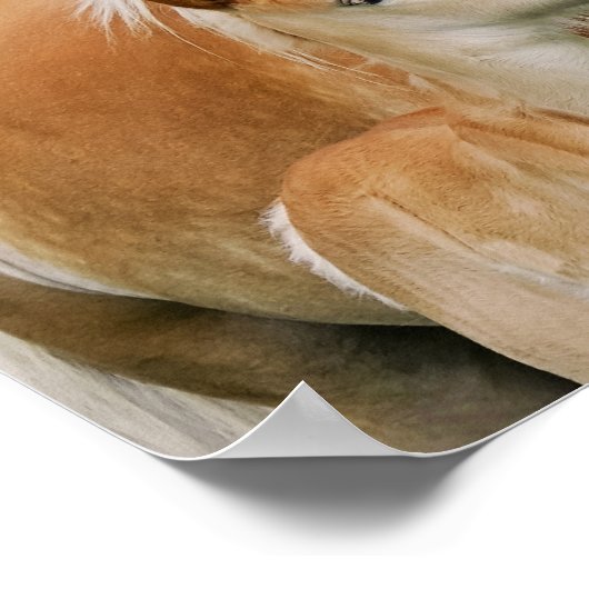 Haflinger Pferde Niedlich Fossil Kiss Mum Foto Squ Poster (Ecke)