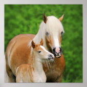 Haflinger Pferde Niedlich Fossil Kiss Mum Foto Squ Poster (Vorne)