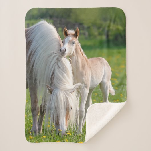 Haflinger Pferde Niedliche Babyfohlen mit Mama-Fot Sherpadecke (Vorderseite)