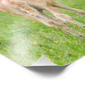 Haflinger Pferde Niedliche Fohlen Aufzuchten - Pap Fotodruck (Ecke)