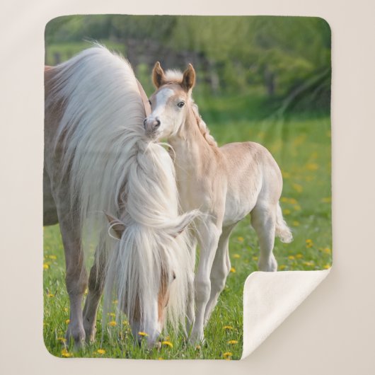 Haflinger Pferde Niedlichen Baby Foal mit Mama Fot Sherpadecke (Vorderseite)