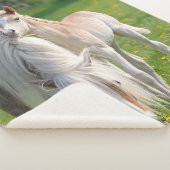 Haflinger Pferde Niedlichen Baby Foal mit Mama Fot Sherpadecke (3/4)