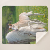 Haflinger Pferde Niedlichen Baby Foal mit Mama Fot Sherpadecke (Vorderseite (Horizontal))