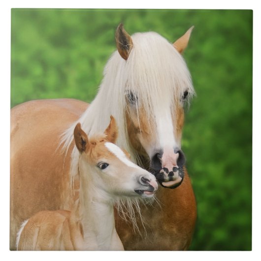 Haflinger Pferde Niedlicher Kinderfohlen Kiss Mum Fliese (Vorderseite)