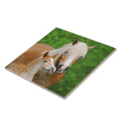 Haflinger Pferde Niedlicher Kinderfohlen Kiss Mum Fliese (Seite)