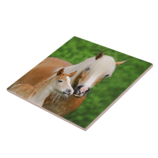 Haflinger Pferde Niedlicher Kinderfohlen Kiss Mum  Fliese (Seite)
