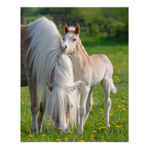 Haflinger Pferde Niedliches Baby Fohlen mit Mama-F Poster