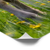 Haflinger Pferde Niedliches Baby Fohlen mit Mama-F Poster (Ecke)