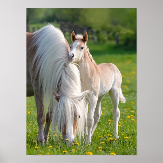 Haflinger Pferde Niedliches Baby Fohlen mit Mama-F Poster (Vorne)