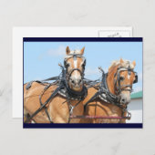 Haflinger Pferde Postkarte (Vorne/Hinten)