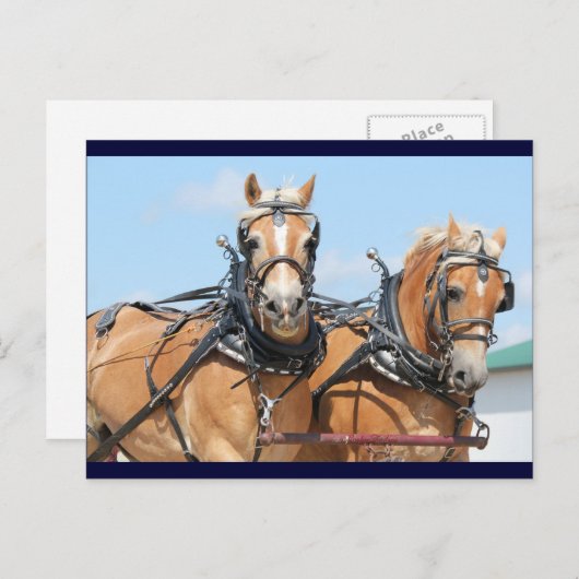Haflinger Pferde Postkarte (Vorne/Hinten)