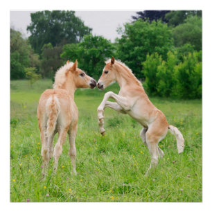 Haflinger Pferdeniedliche Fohlenerrichtung Poster
