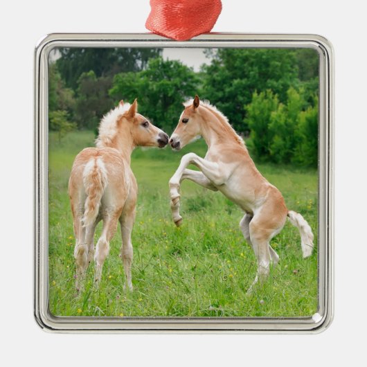 Haflinger Pferdeniedliche Fohlenerrichtung Silbernes Ornament (Vorne)