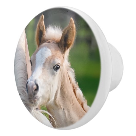 Haflinger Pferdeniedliches Baby-Fohlen-TierFoto an Keramikknauf (Rechts)