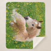 Haflinger Pferdeniedliches Fohlen, das in einem Sherpadecke (Vorderseite)