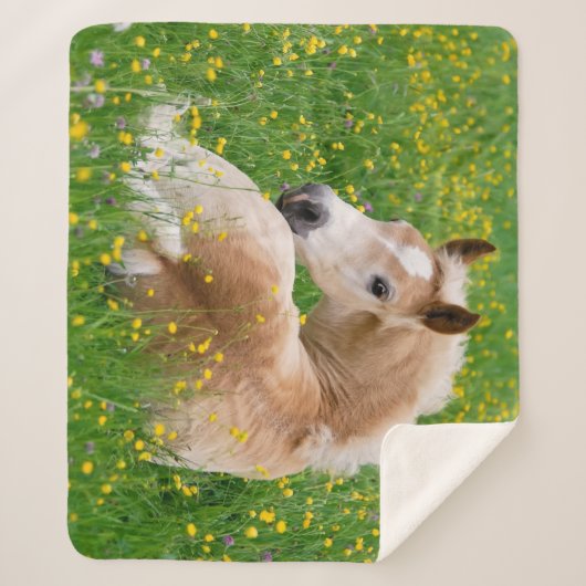 Haflinger Pferdeniedliches Fohlen, das in einem Sherpadecke (Vorderseite)