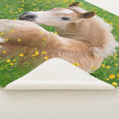 Haflinger Pferdeniedliches Fohlen, das in einem Sherpadecke (3/4)