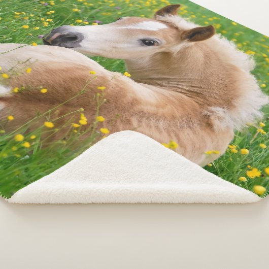 Haflinger Pferdeniedliches Fohlen, das in einem Sherpadecke (3/4)