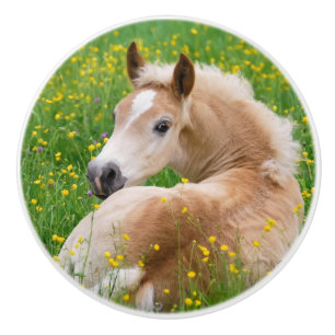 Haflinger Pferdeniedliches Fohlen im Flowerbed Keramikknauf