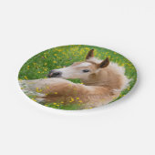 Haflinger Pferdeniedliches Fohlen im Pappteller (Schrägansicht)