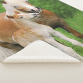 Haflinger Pferdeniedliches Sherpadecke (3/4)