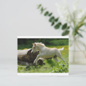 Haflinger Pony Postkarte (Stehend Vorderseite)