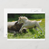 Haflinger Pony Postkarte (Vorne/Hinten)