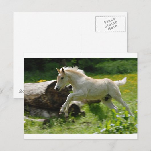Haflinger Pony Postkarte (Vorne/Hinten)