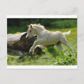 Haflinger Pony Postkarte (Vorderseite)
