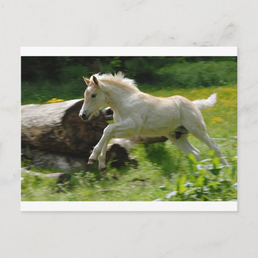 Haflinger Pony Postkarte (Vorderseite)