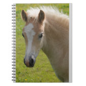 Haflinger Pony (seltene Zucht) Notizblock (Vorderseite)