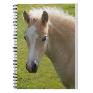 Haflinger Pony (seltene Zucht) Notizblock