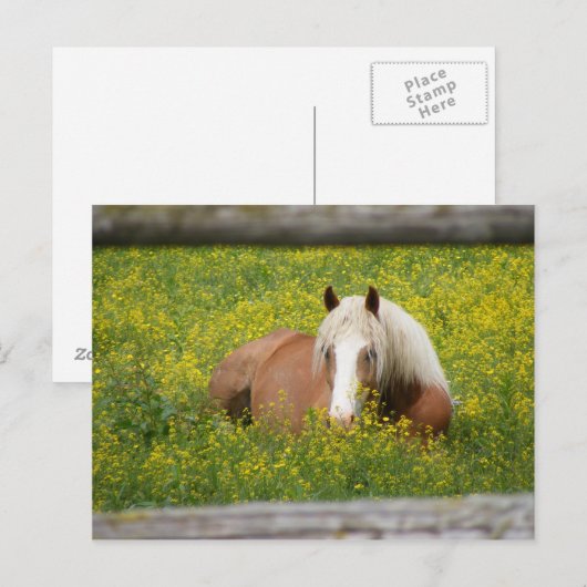 Haflinger Postcard Postkarte (Vorne/Hinten)