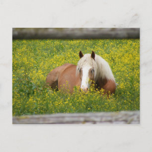 Haflinger Postcard Postkarte