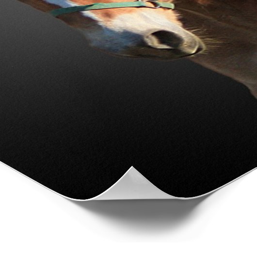 Haflinger Poster (Ecke)