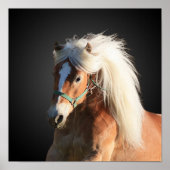 Haflinger Poster (Vorne)