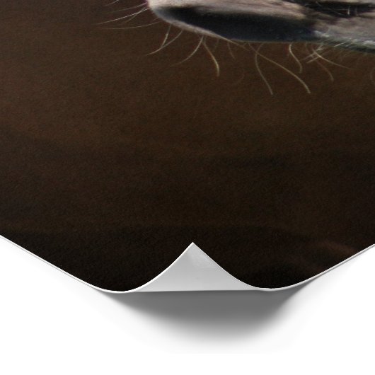 Haflinger Poster (Ecke)