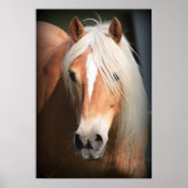 Haflinger Poster (Vorne)