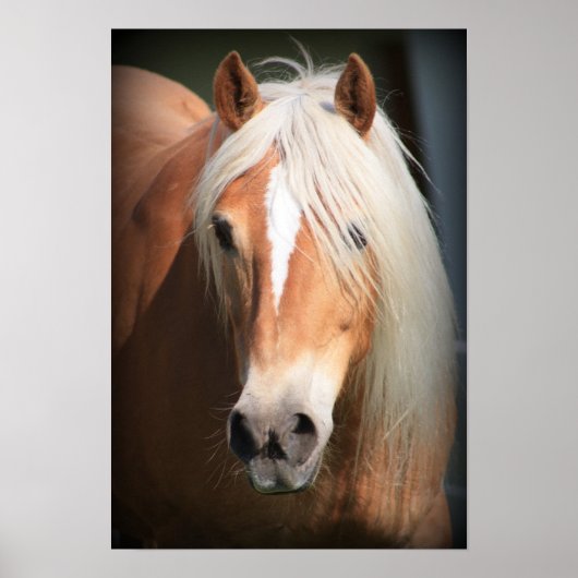 Haflinger Poster (Vorne)