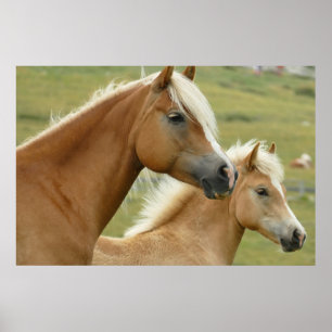 Haflinger Poster