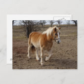 Haflinger Postkarte (Vorne/Hinten)