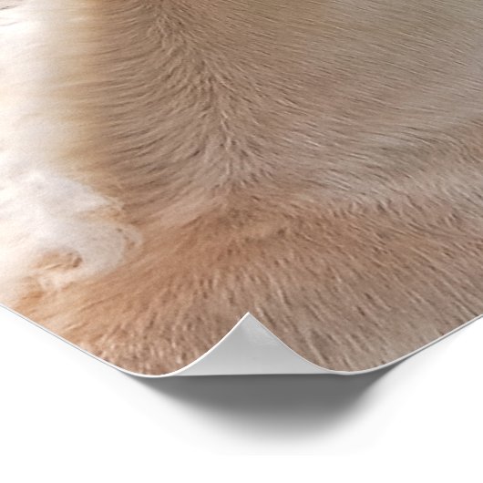 Haflinger-Stute und Fohlen-Kuschel Poster (Ecke)