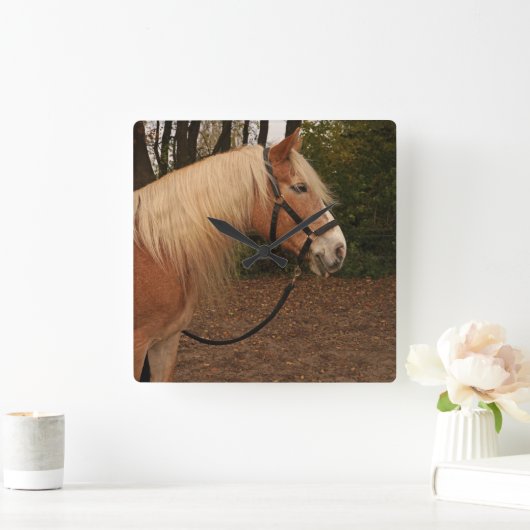 Haflinger Wallach Mifisto - Wanduhr (Zuhause)